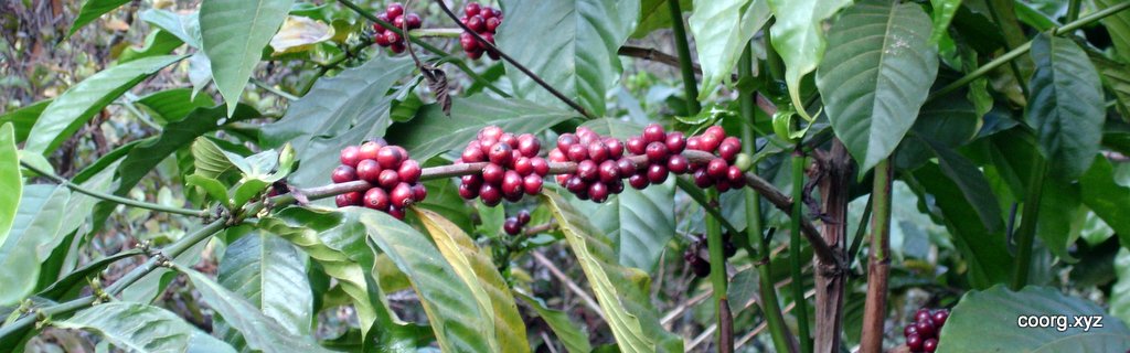 Coorg Coffee Beans