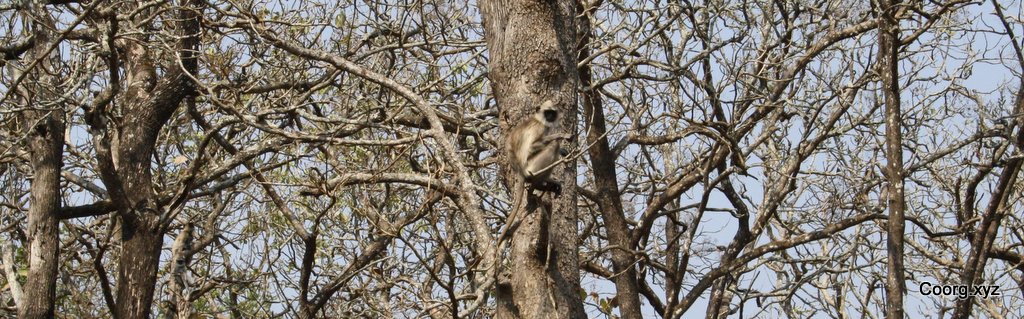 Hanuman langurs : You can spot them plenty in Nagarhole National Park