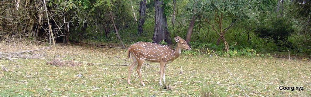 Nagarhole National Park in Coorg