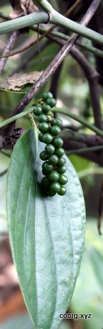 Pepper is grown in Coorg area