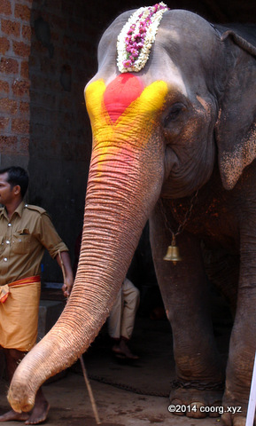 Temple Elephant at Kukke Subrahmaniya