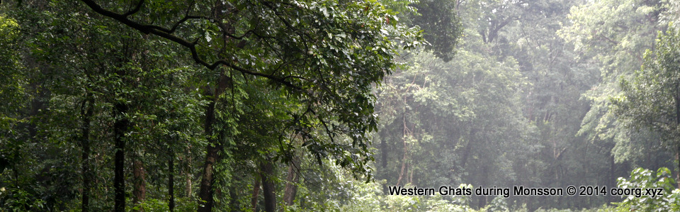 Rain drenched Western Ghats forest