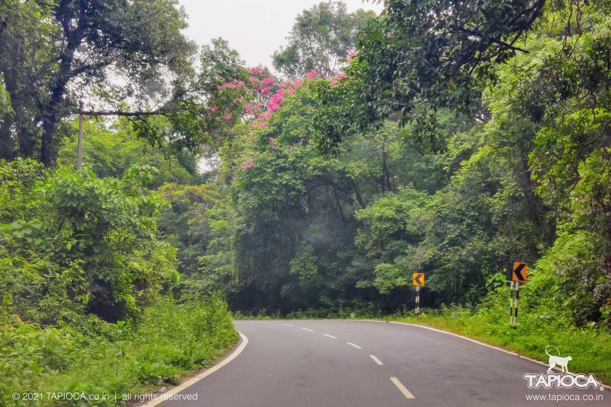 Gundya to Subramanya Road passes via a reserve forest. 